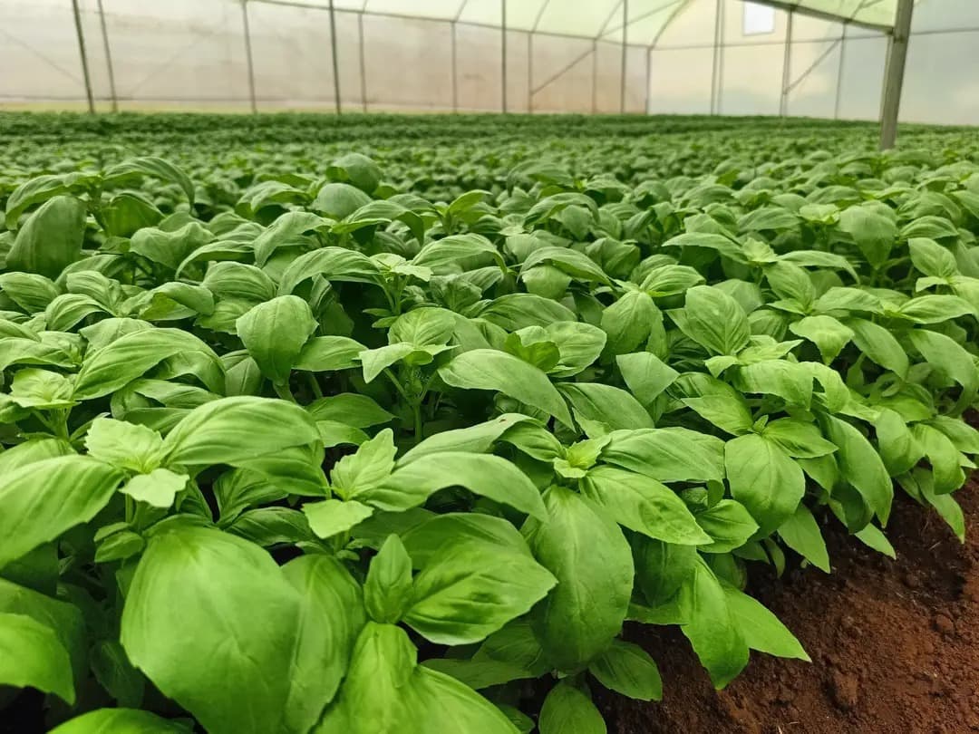 JTG Farm greenhouse interior
