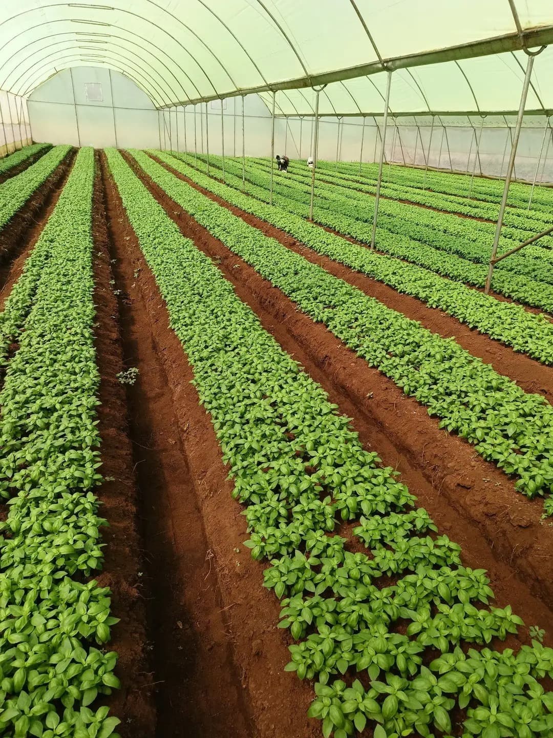 Herb seedlings in the JTG Farm greenhouse
