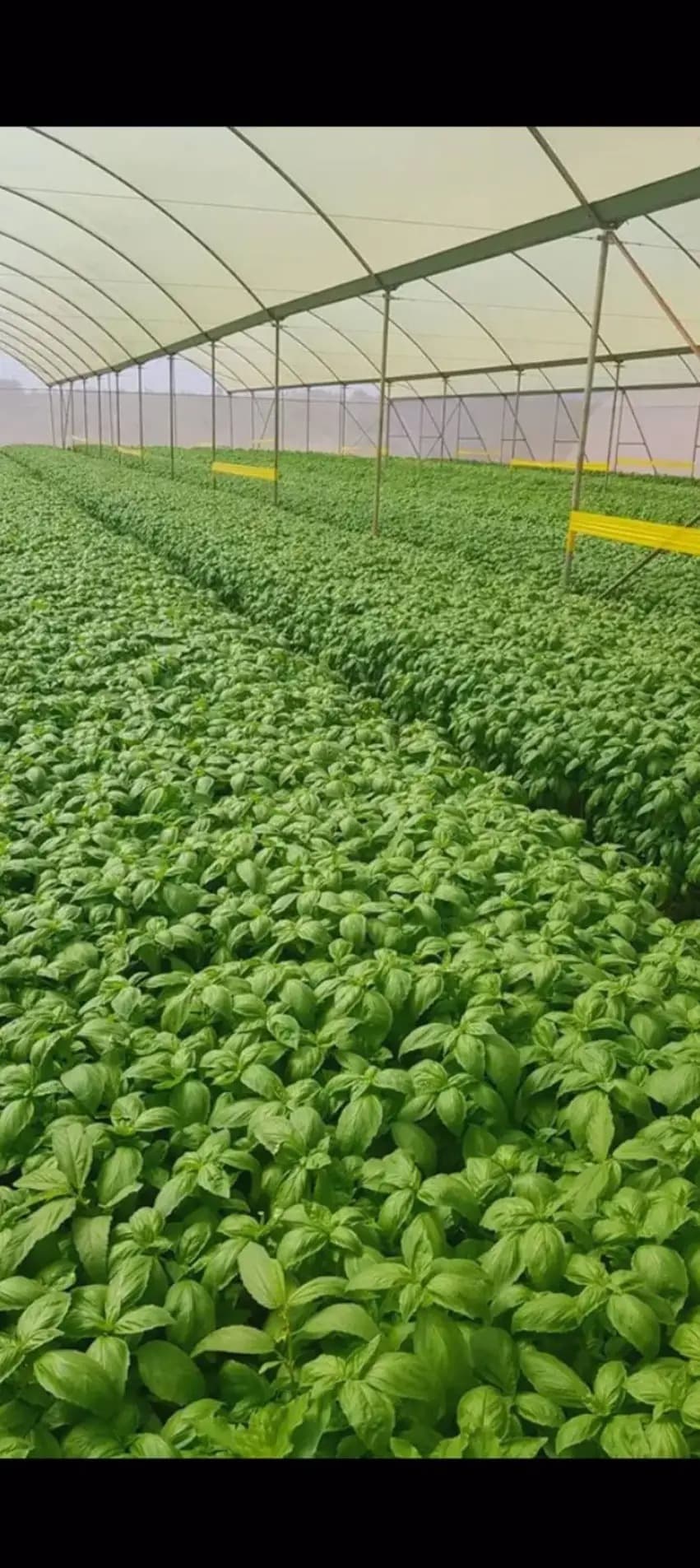 JTG Farm greenhouse